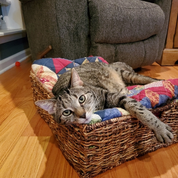 Meet your Posher, Tricia - Picture 2 of 7